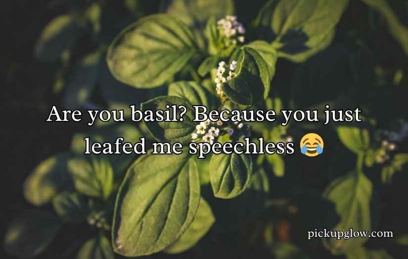 Basil Pick Up Lines