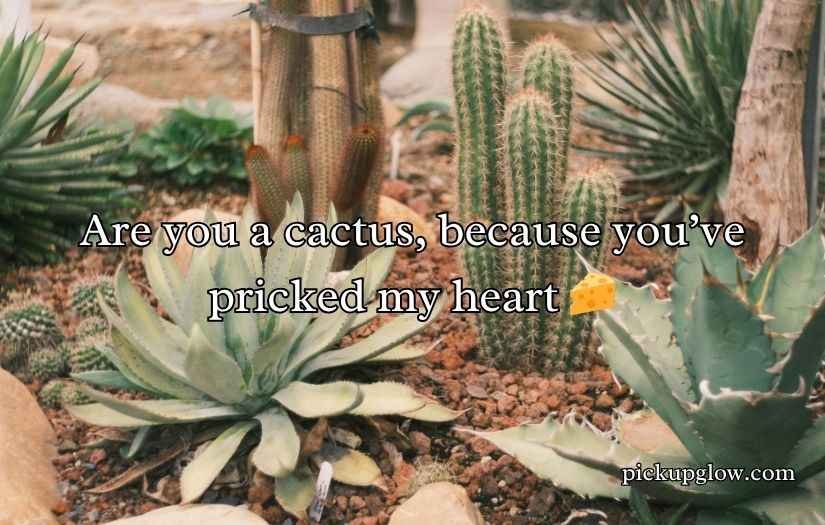 Cactus Pick Up Lines