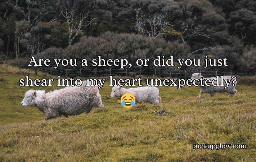 Sheep Pickup Lines