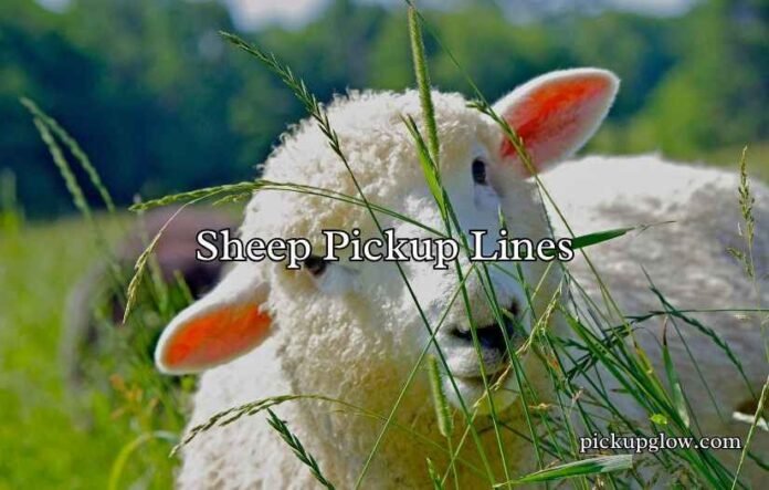 Sheep Pickup Lines