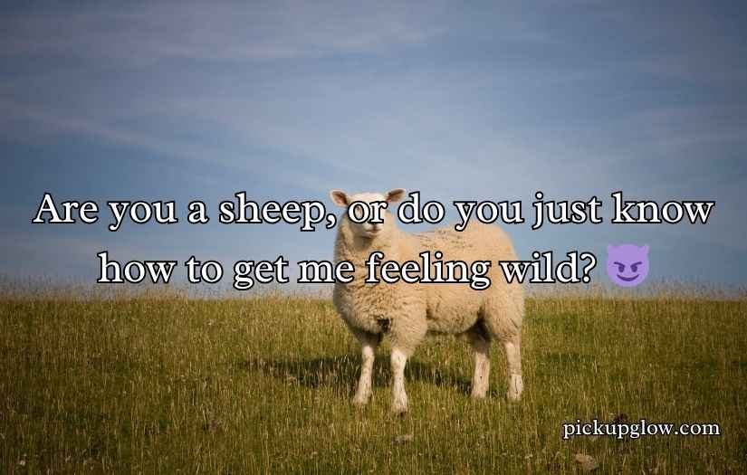 Sheep Pickup Lines