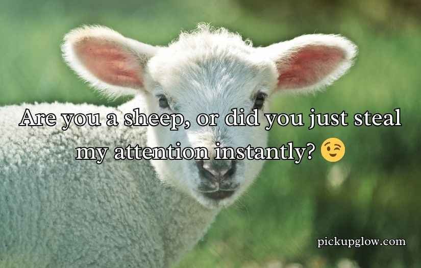 Sheep Pickup Lines