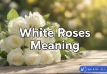 White Roses Meaning White Roses Meaning