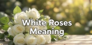 White Roses Meaning White Roses Meaning